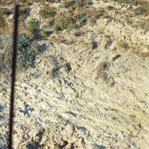 Vegetation transect in Willow Canyon, San Miguel Island