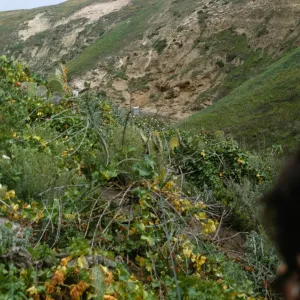 NPS vegetation transect on San Miguel Island, Opuntia oricola