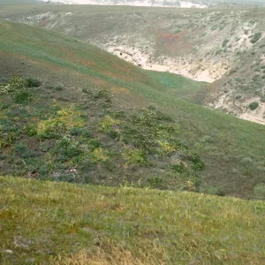 NPS transect in Toyon Canyon, San Miguel Island