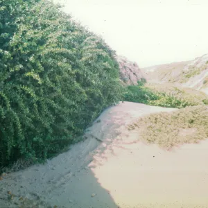 NPS dune drift measurement on San Miguel Island, Willow Canyon
