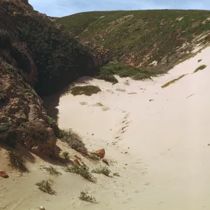 NPS dune drift measurement on San Miguel Island, Willow Canyon