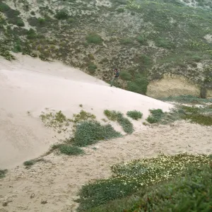 north front of NPS drift measurement dune, San Miguel Island