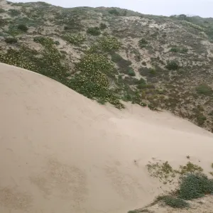north front of NPS drift measurement dune, San Miguel Island