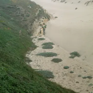 NPS dune transect on San Miguel Island