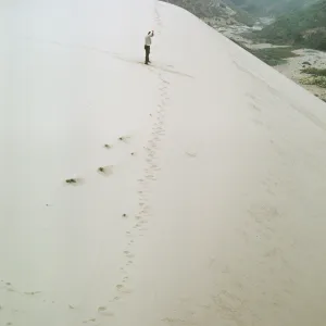 NPS dune transect, San Miguel Island