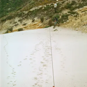 NPS dune transect, San Miguel Island