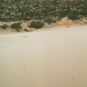 NPS dune transect, San Miguel Island