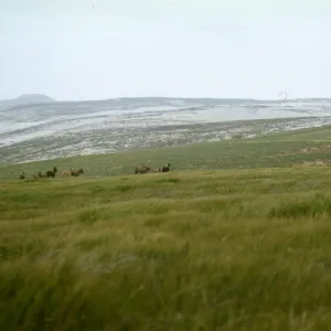Burros on San Miguel Island
