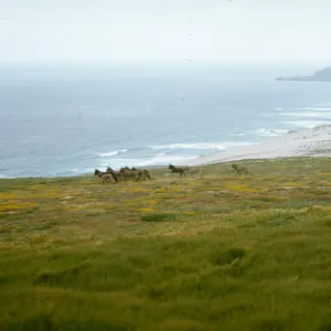 Burros on San Miguel Island