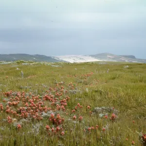 Owl's Clover in bloom on San Miguel Island