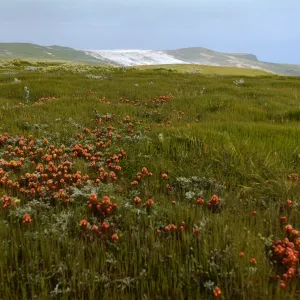 Owl's Clover in bloom on San Miguel Island
