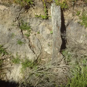 log (cultivated?), Canyon del Mar, San Miguel Island