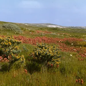 San Miguel Island, Orthocarpus 