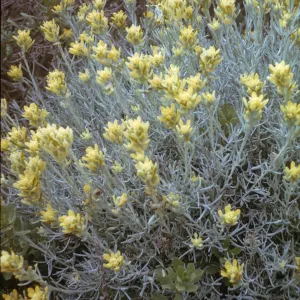 San Miguel Island, Castilleja hololeuca