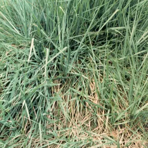 San Miguel Island, Elymus