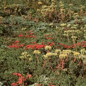 plants on San Miguel Island