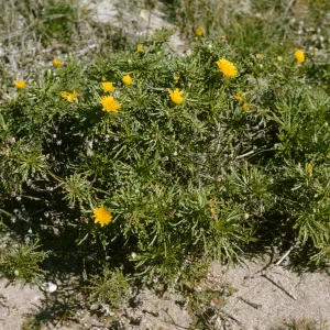 San Miguel Island, Malacothrix succulenta
