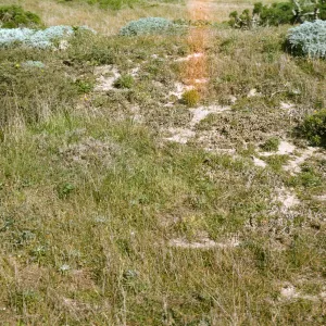 San Miguel Island, Malacothrix