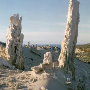 San Miguel Island caliche forest, fossil concretions