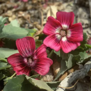 Lavatera on San Miguel Island