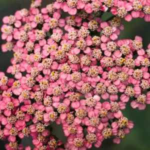 Achillea (Yarrow) borealis on San Miguel Island