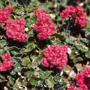 Eriogonum grande var. rubescens, San Miguel Island