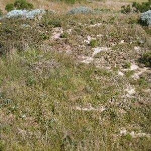 San Miguel Island