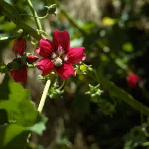 Lavatera flower, San Miguel Island