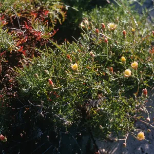 Malacothrix hybrid #4, San Miguel Island