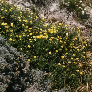 second hybrid Malacothrix site, San Miguel Island