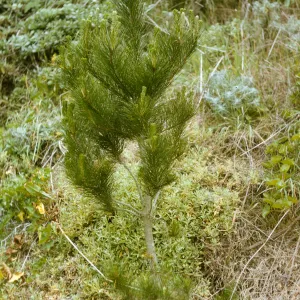 planted pines, San Miguel Island