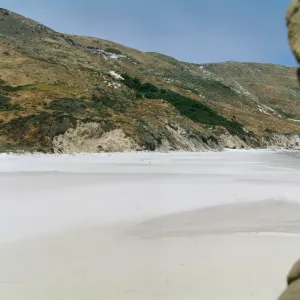 Malacothrix hybrid site, San Miguel Island