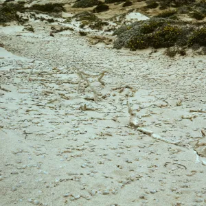 Concretions on San Miguel Island