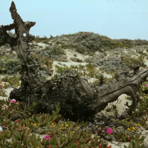 San Miguel Island