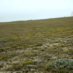 San Miguel Island