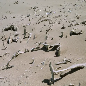Root concretions on San Nicolas Island