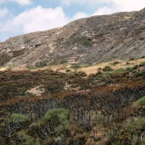 Coreopsis on San Nicolas Island