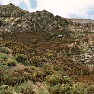 Coreopsis woodland on San Nicolas Island