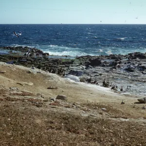Cormorants on San Nicolas Island