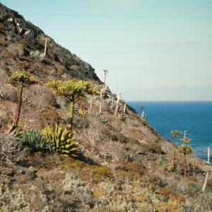 Agave (Century Plant) on East San Benito Island