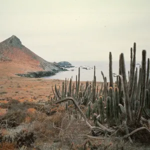 Lophocereus schottii on East San Benito Island