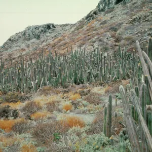 Lophocereus schottii on East San Benito Island