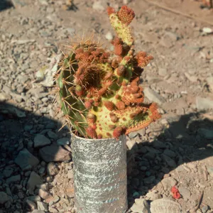 diseased Opuntia (Prickly-pear), Isla de Cedros