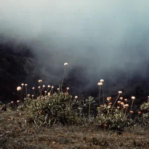 Eriogonum molle, Isla de Cedros