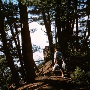 northern pines, Isla de Cedors