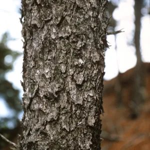 northern pines, Isla de Cedros