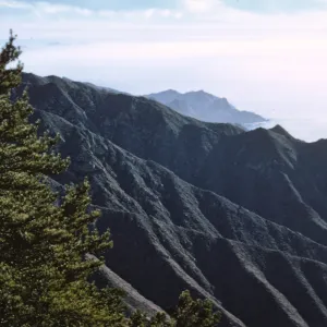 Northern Pines, looking southwest from Canada Punta Norte, Isla de Cedros