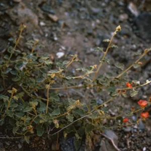 Sphaeralcea, Isla de Cedros