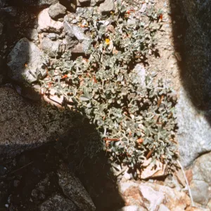 Lotus, Isla de Cedros