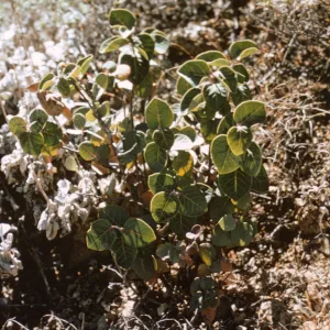 Rhus lentii, Isla de Cedros